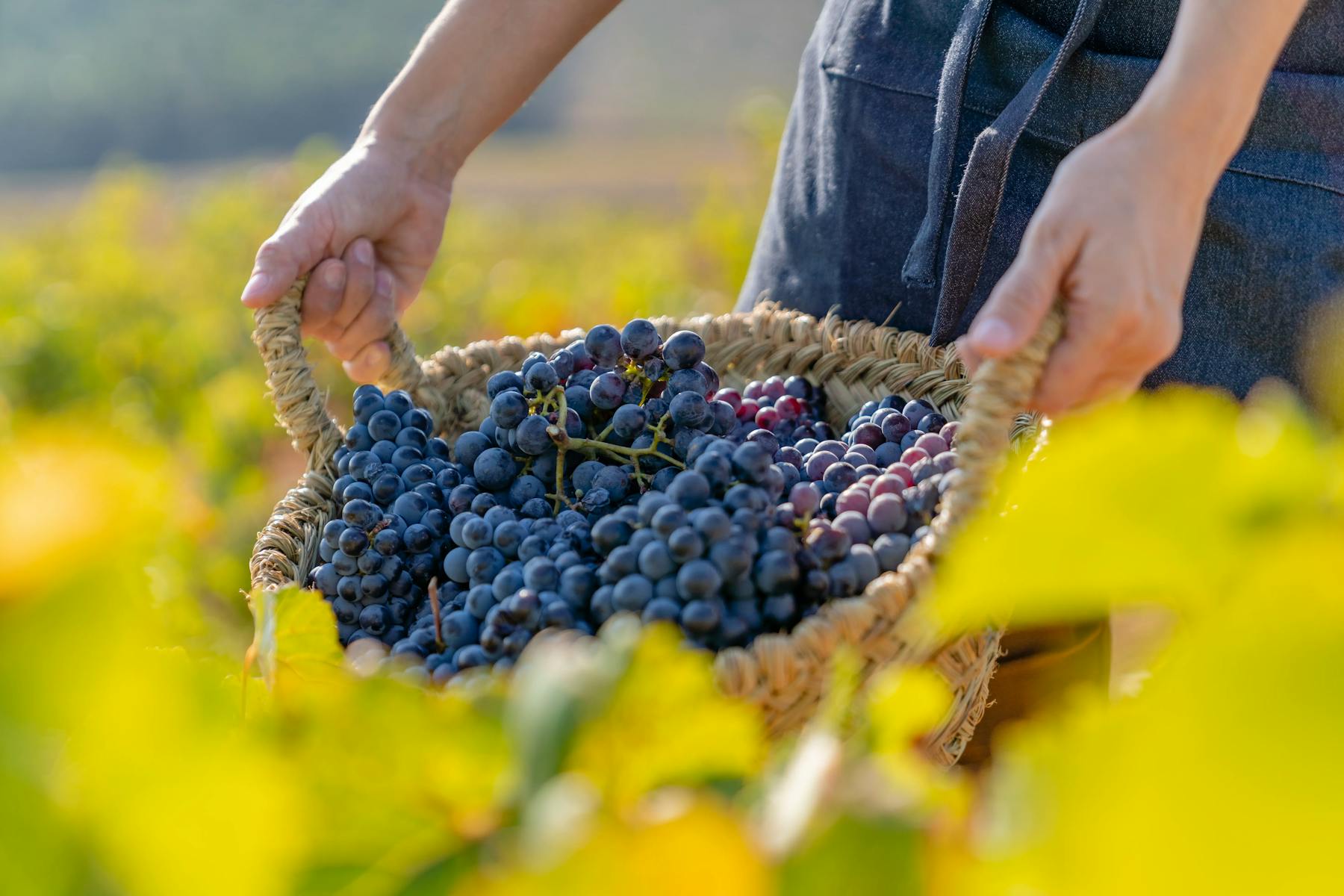 Grapes during the harvest of organic wines